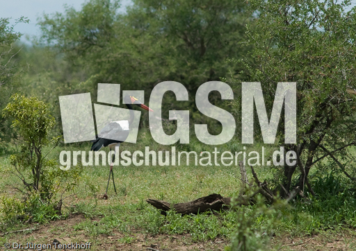 Sattelstorch (7 von 9).jpg